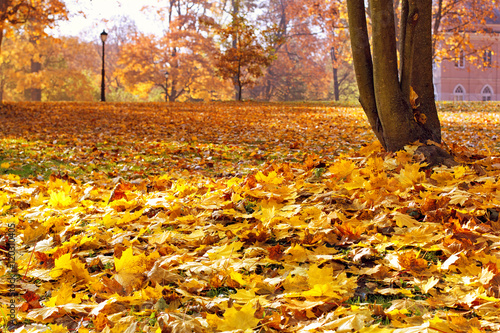 Fallen autumn leaves in the park