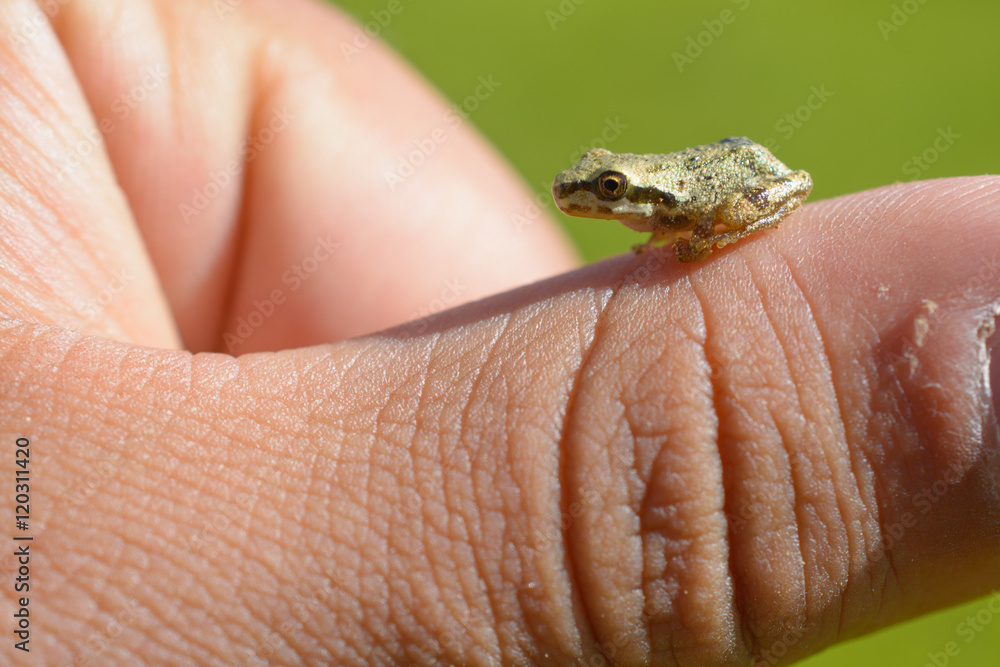 Obraz premium Super Tiny Tree Frog