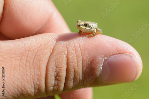 Super Tiny Tree Frog © MikeFusaro