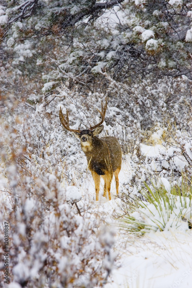 Snowstorm Deer Snowstorm Deer
