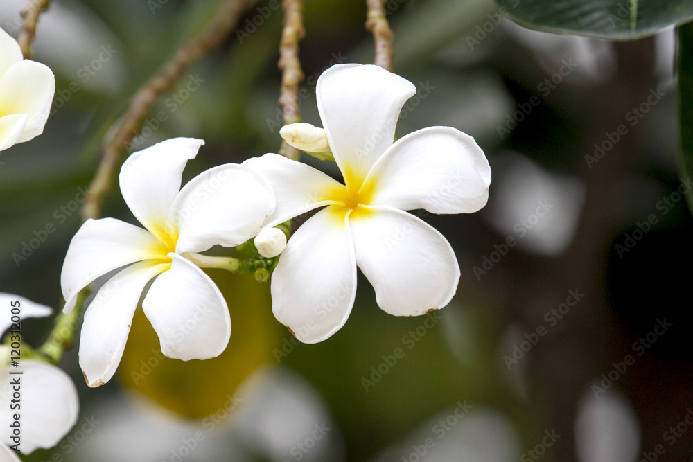 Flower beautiful Flower beautiful