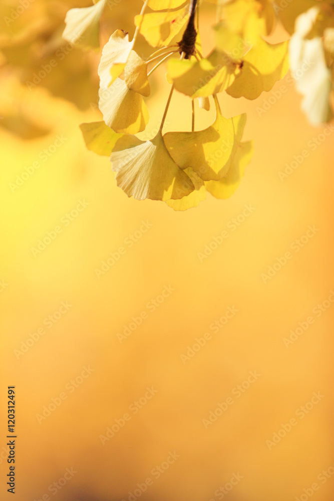 Obraz premium 秋のイチョウ