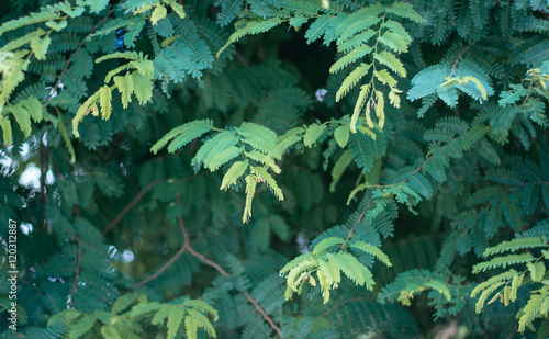 Green leaves Tamarind on background  