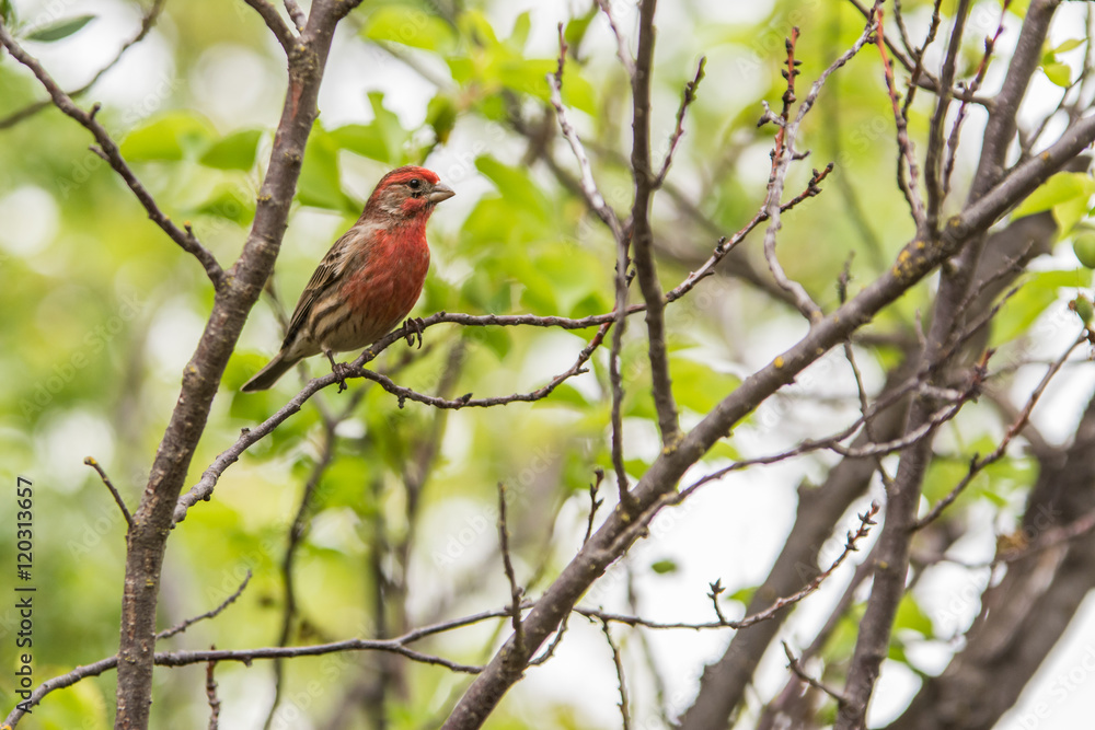 House finch House finch