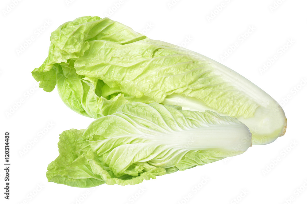 Chinese cabbage on a white background. Chinese cabbage on a white background.
