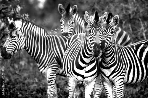 Fototapeta Naklejka Na Ścianę i Meble -  Family of a wild African zebras