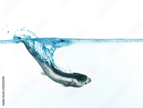 Φωτογραφία trout jumping into water on white background