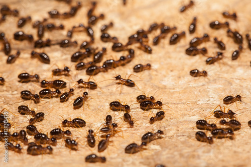 Termite work as team in the nature