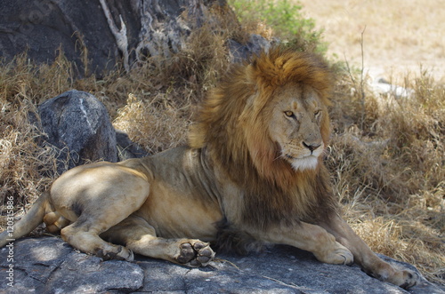 Lion d Afrique dans son milieu naturel se reposent    l ombre sous des arbres