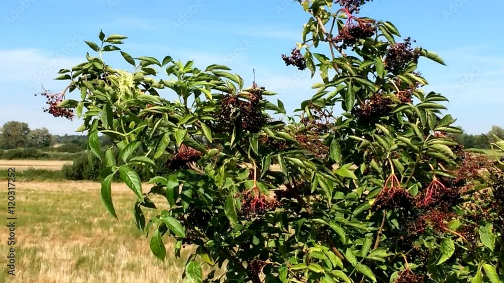 Reife Holunderbeeeren am Strauch