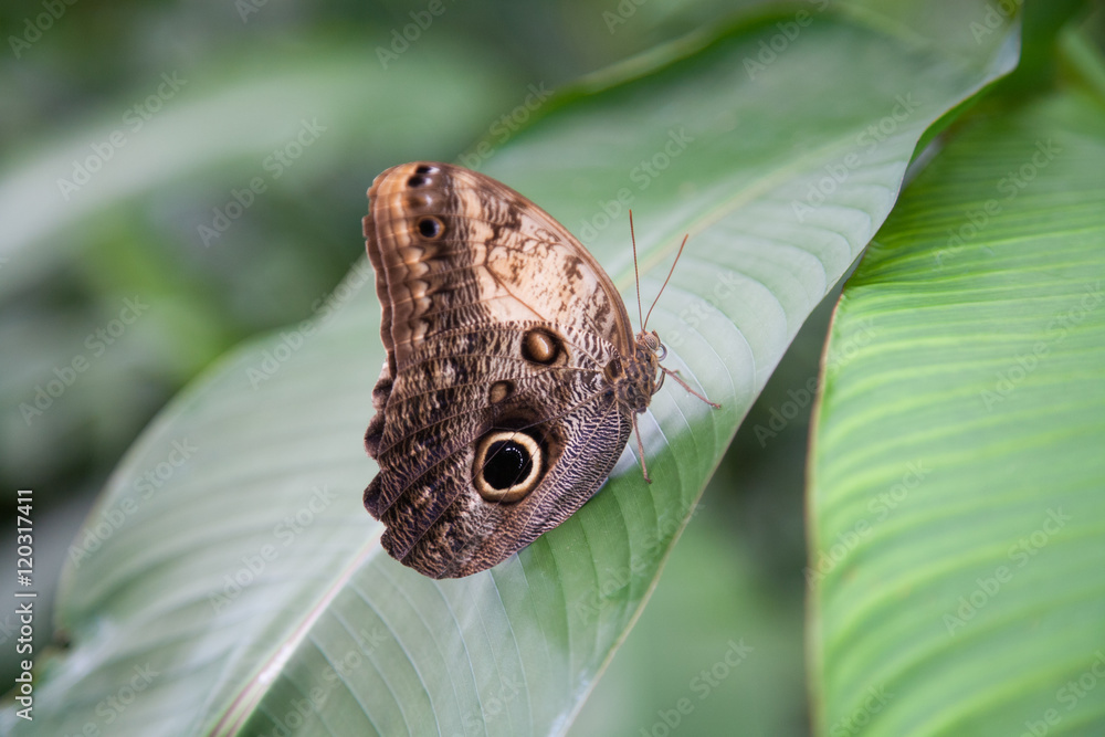 Fototapeta premium beautiful Morpho peleides butterfly on green leaf