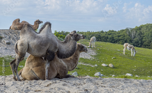 Group of Camels © Ruddi