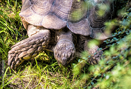 African spurred tortoise photo