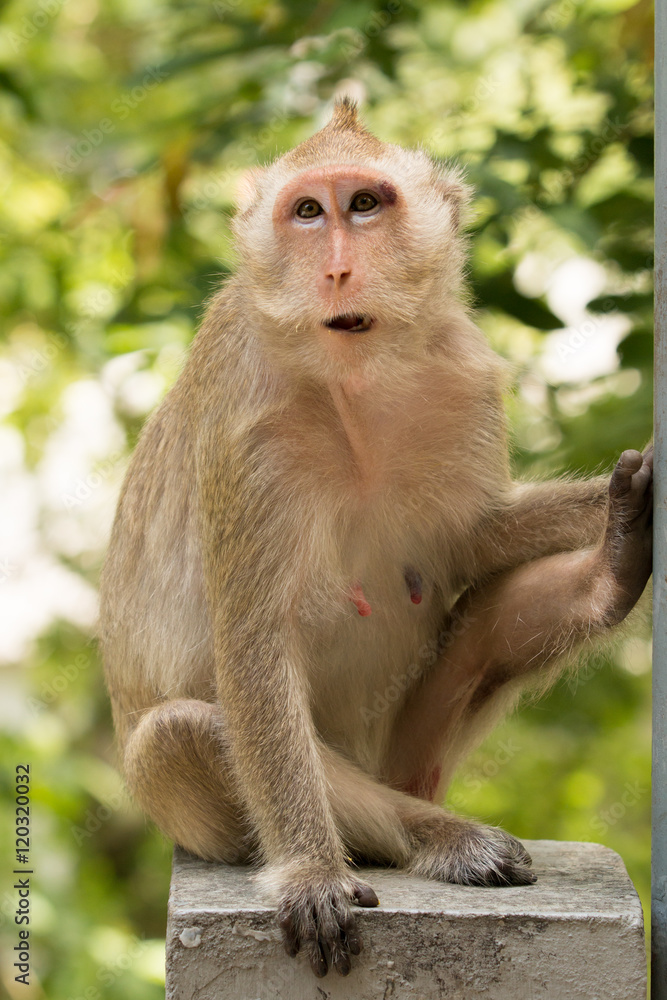 Naklejka premium Monkey sit on concrete bridge looking around against tree in the background.