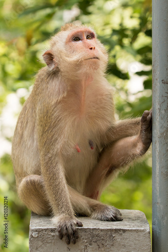 Monkey sit on concrete bridge looking around against tree in the background. © Teeranon