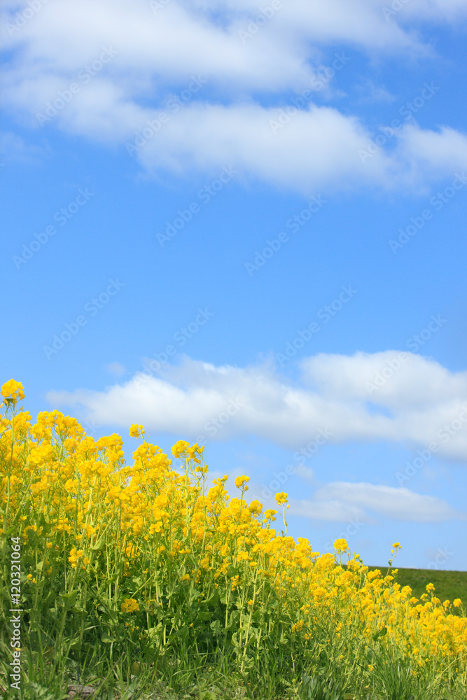 Obraz premium 菜の花と青空
