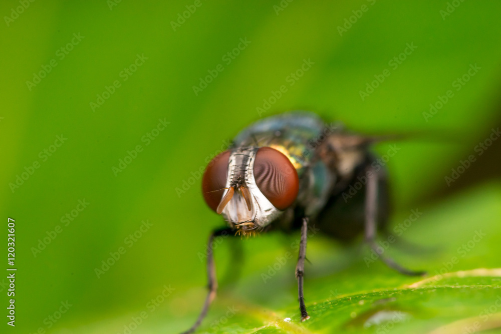 Common green bottle fly, (Lucilia sericata) Common green bottle fly, (Lucilia sericata)