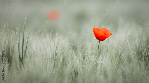 Red poppy in cornfield

