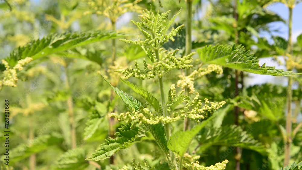 Nettle closeup on sunny day Nettle closeup on sunny day