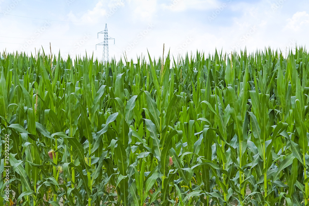 Obraz premium Landscape with the image of an Italian countryside