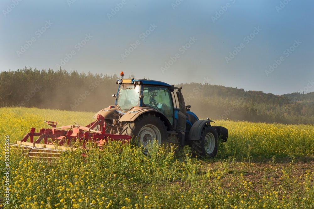 Obraz premium Blue tractor in a field of mustard in the Czech Republic. Dusty field and agricultural work. Autumn farm chores. The tractor mows mustard on a sunny day. Farmer working in the field. 