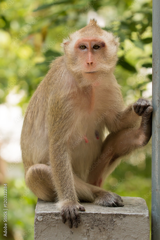 Monkey sit on concrete bridge with chilled pose against tree in the background. Monkey sit on concrete bridge with chilled pose against tree in the background.