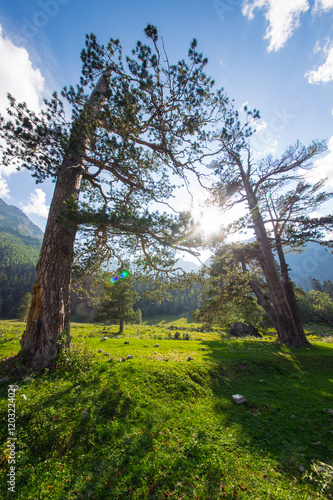 forest in mountain photo