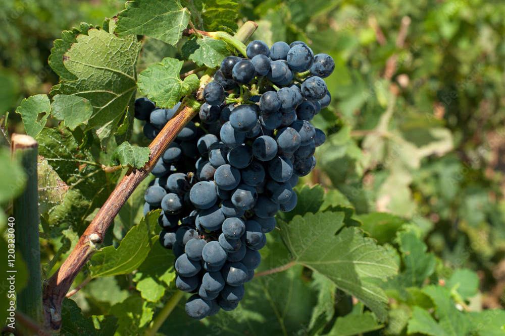  red wine grapes