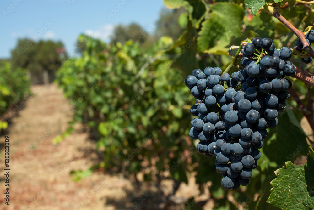  red wine grapes