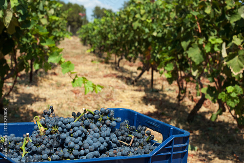  red wine grapes photo