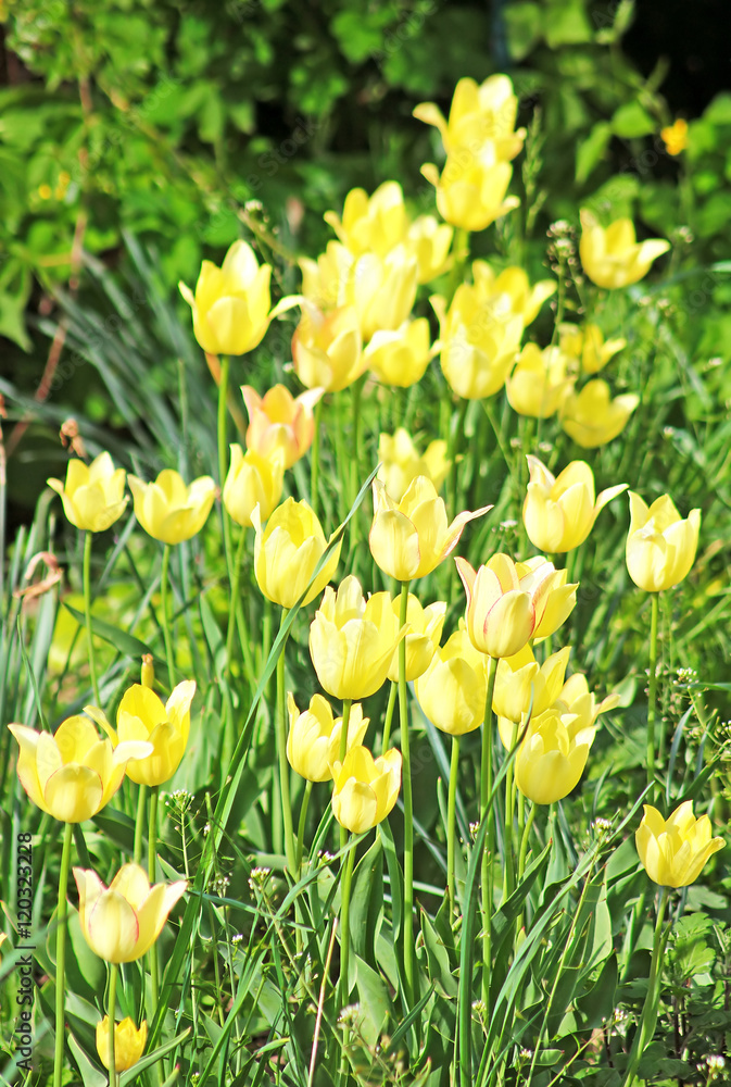 Obraz premium Yellow tulips in the spring garden