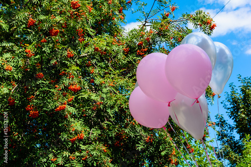 Multicolored ballons and Rowan berry (Sorbus aucuparia) photo