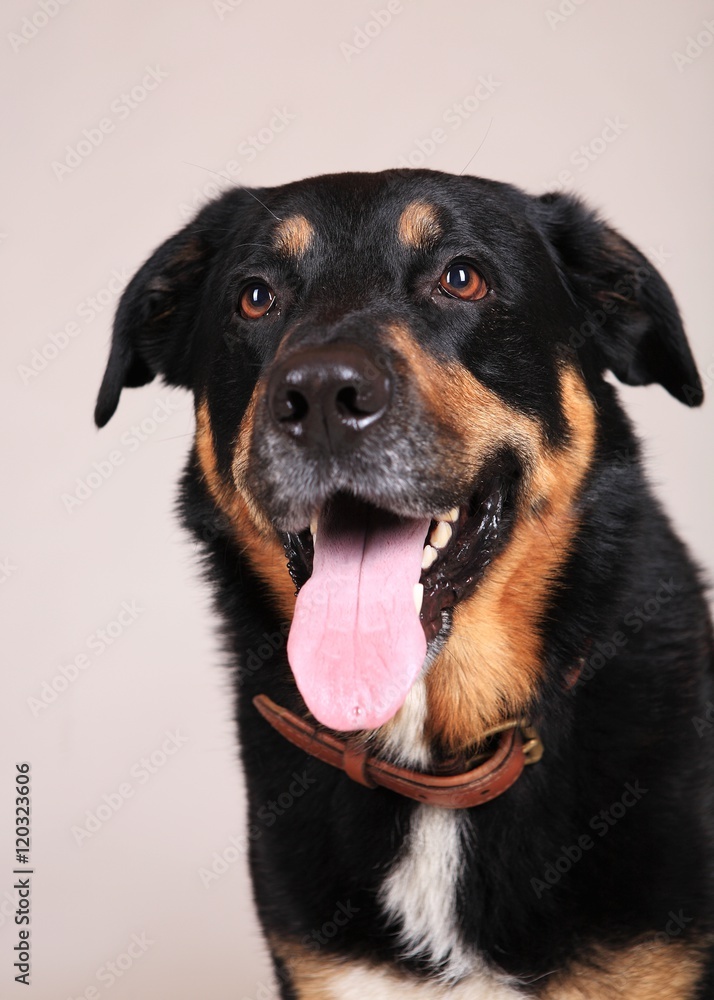 Hund I Hund I