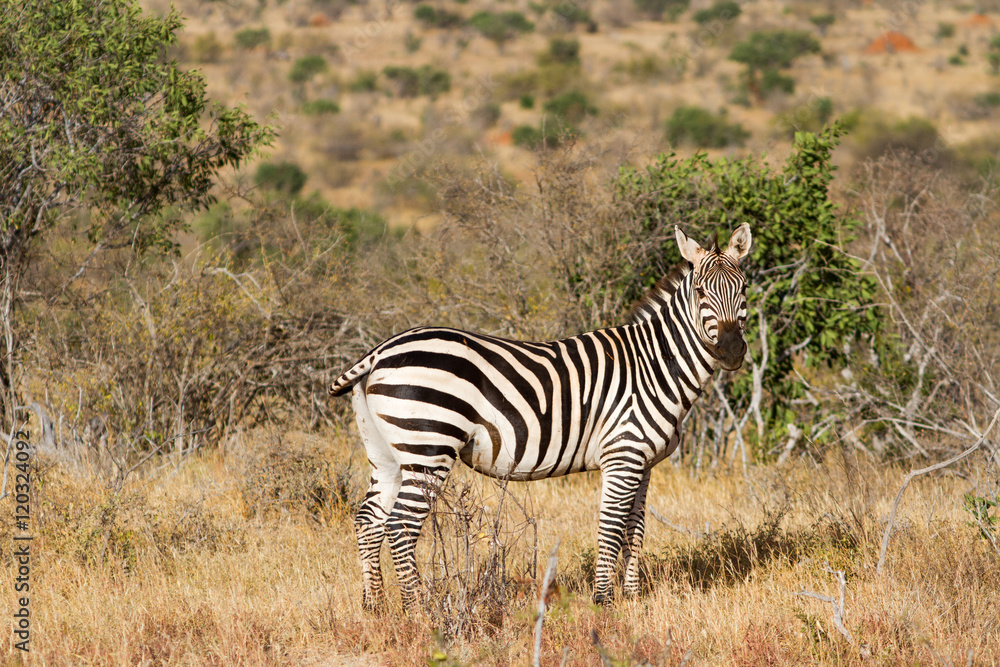 Zebra in the grasslands of the Serengeti at dawn, Tanzania, East Zebra in the grasslands of the Serengeti at dawn, Tanzania, East