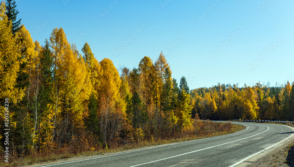 Fototapeta premium Turning asphalt road in the forest