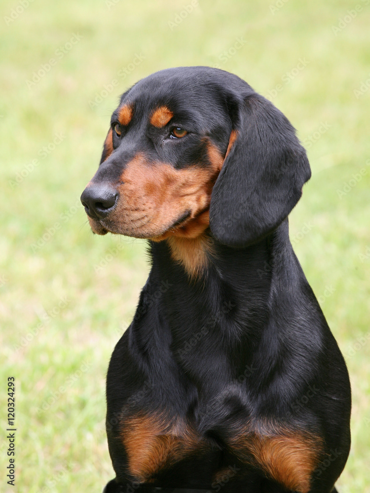 Typical Swiss Jura hound in the garden Typical Swiss Jura hound in the garden