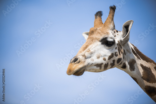 closeup of a giraffe on a blue sky