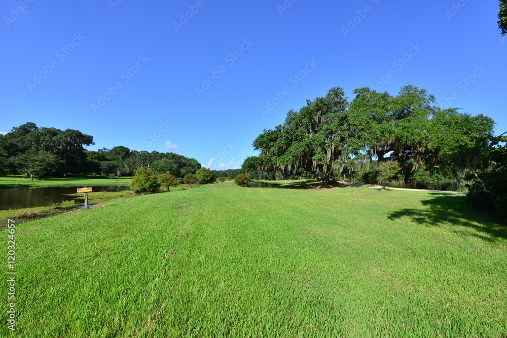 Naklejka premium Woodland at a swamp in Louisiana in America.