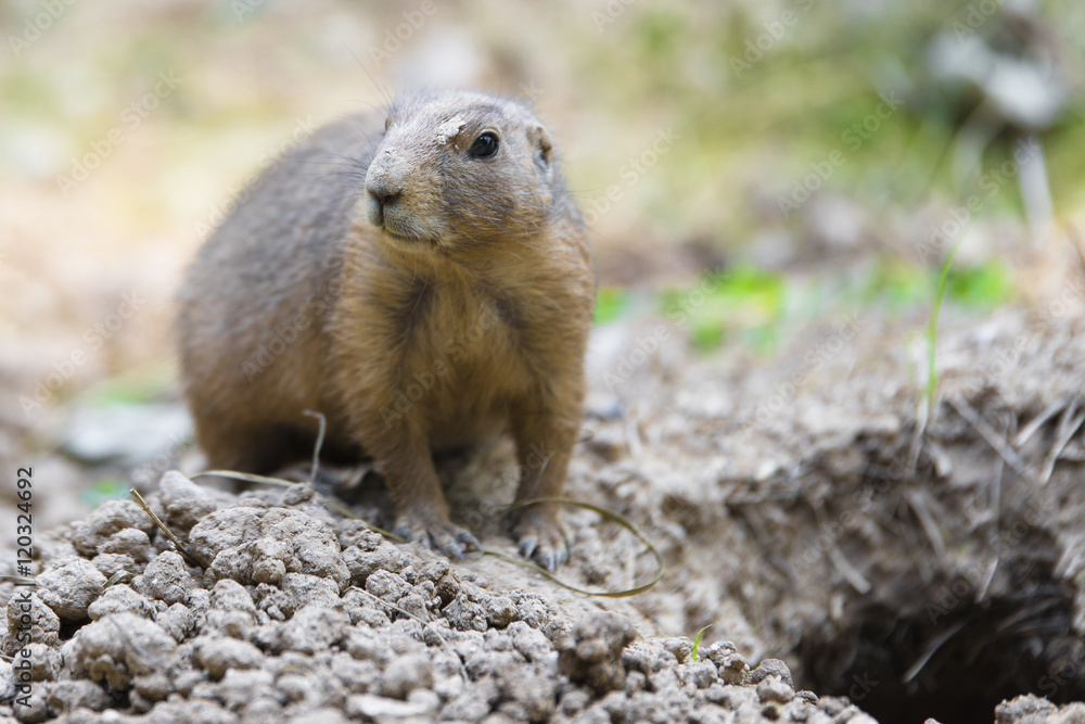 Fototapeta premium Dog on alert grasslands near his lair