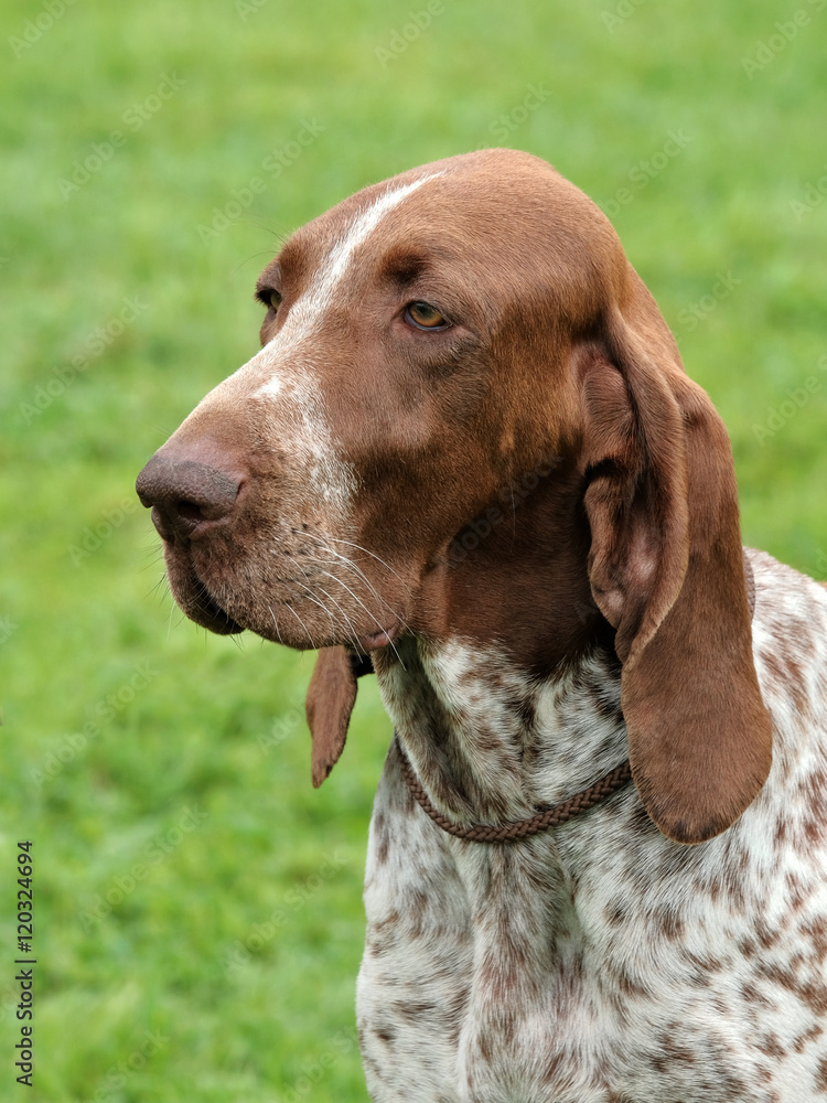 Typical  Italian Pointing Dog in the  garden