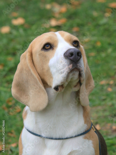 Typical sad Beagle in the garden