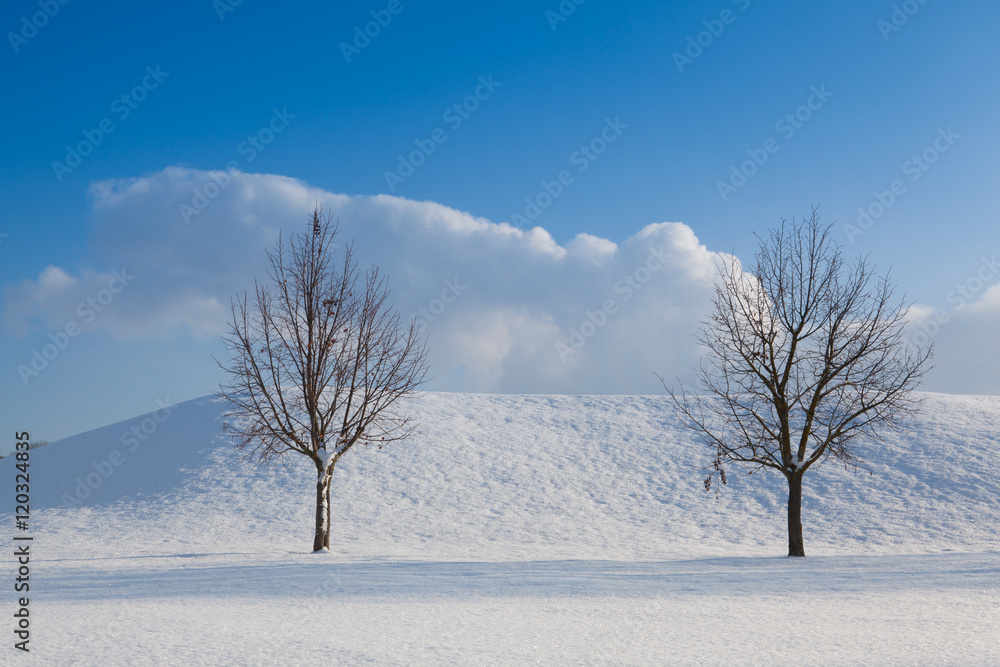 Two lonely trees in a winter landscape Two lonely trees in a winter landscape