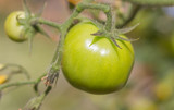 The skin of the tomato fruit is not yet ripe.