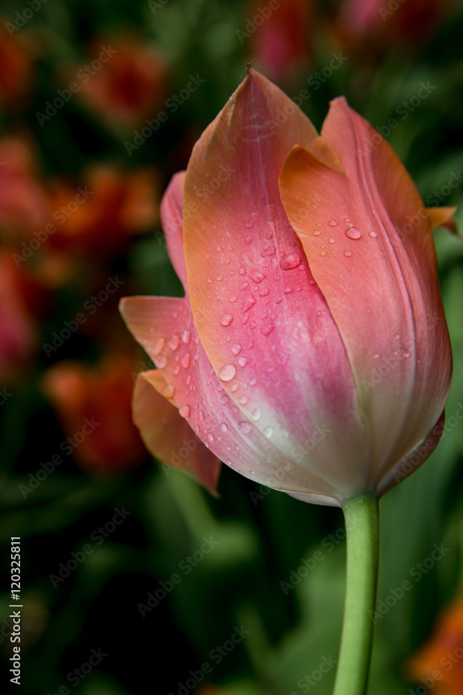 Salmon colored fresh spring tulip with drops of water in the park closeup Salmon colored fresh spring tulip with drops of water in the park closeup
