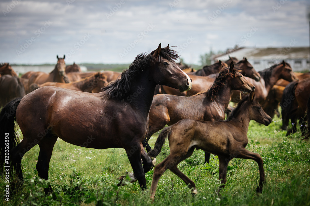 Fototapeta premium A herd of young horses running on the farm in summer