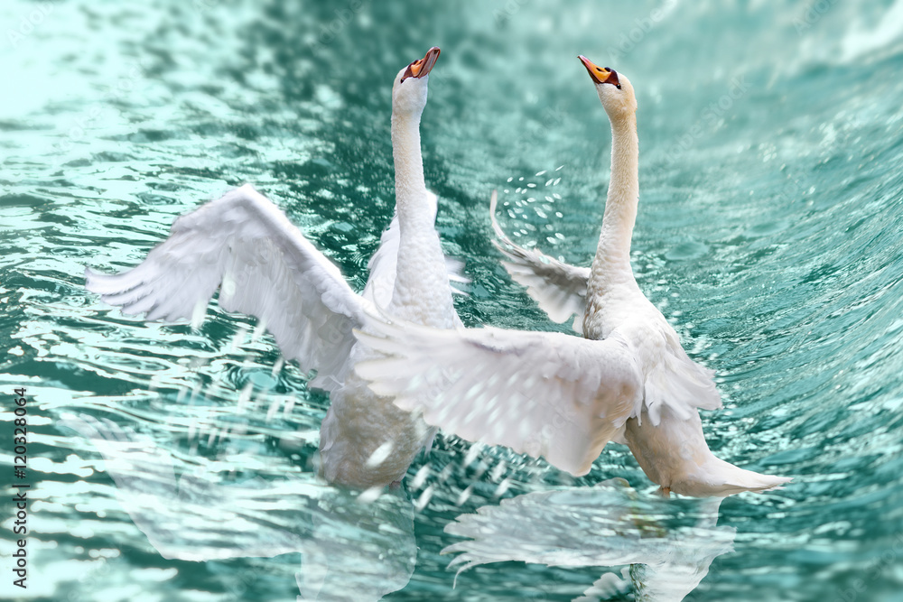 Naklejka premium A pair of graceful swans splash in the waves of the sea.