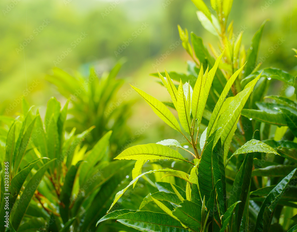 Obraz premium water drops after rain on leaf