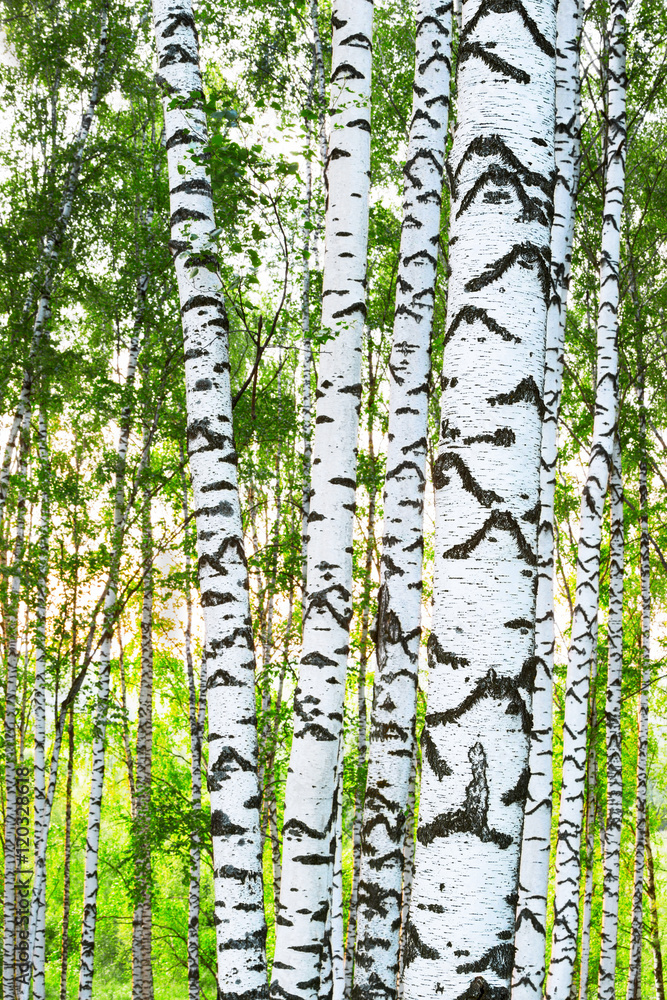 Obraz premium summer in forest birch