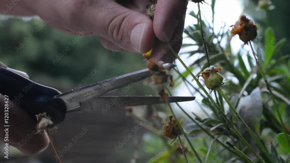 Verwälkte Blüten werden abgeschnitten