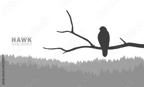 Vector illustration: Silhouette of Buzzard sitting on a dry branch in a forest